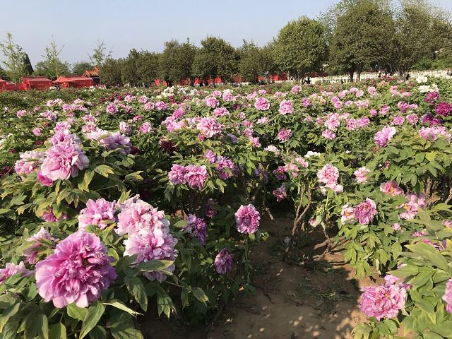 2021_曹州牡丹园-评论-去哪儿攻略