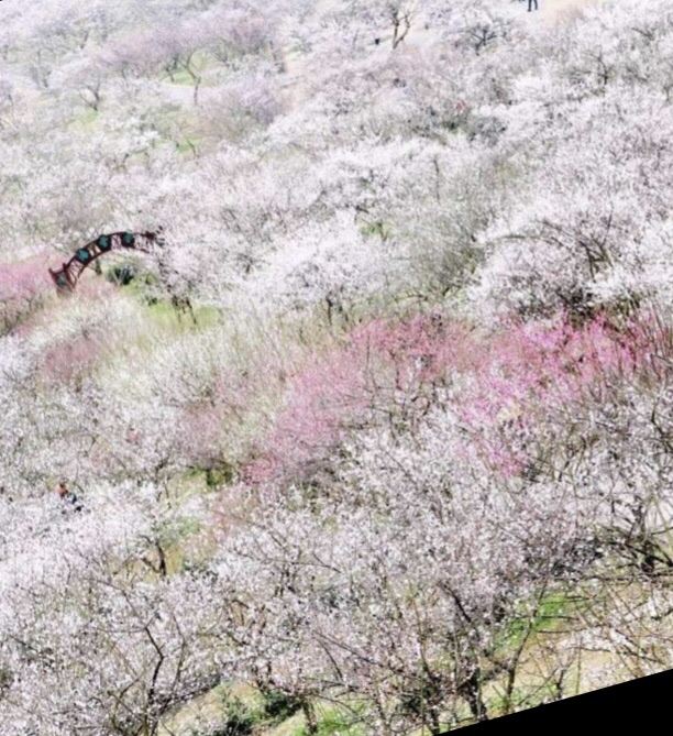 香雪海