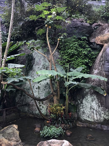 "登山后比预期的好，适合老人孩子游玩。随处的结有果实的木瓜树，孩子非常喜欢。愉快的出行_海南白石岭旅游区"的评论图片