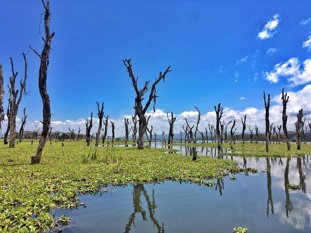 "奈瓦沙湖的风景非常漂亮，天蓝水清，鸟类繁多，还有很多河马_皇家植物园"的评论图片