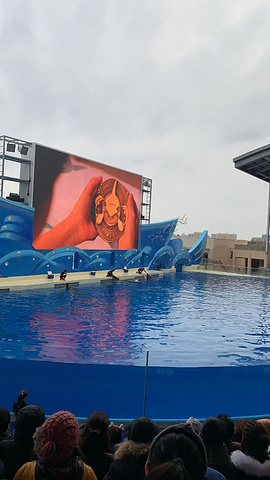 "做震撼的应该是海豚表演。住的里面的酒店服务也很好&#x20;其他还是可以的&#x20_上海海昌海洋公园"的评论图片
