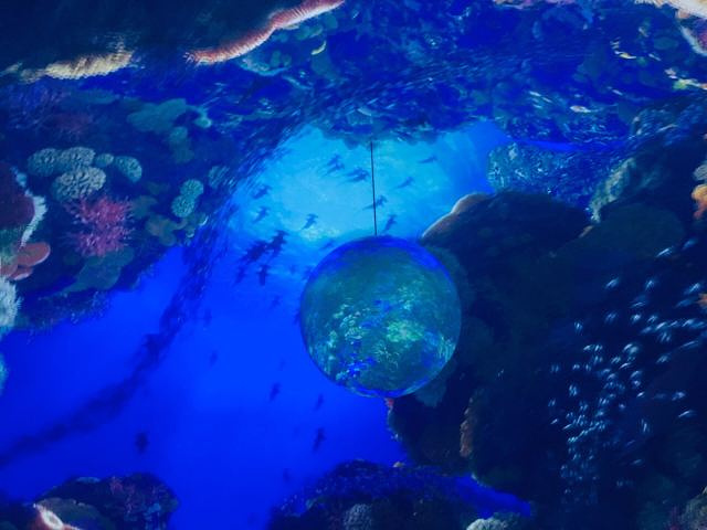"独特的两极风貌、奇幻的深海秘境、震撼的熔岩奇景、非凡的探险体验及纷呈的互动表演，精彩绝对超乎你的想象_上海海昌海洋公园"的评论图片