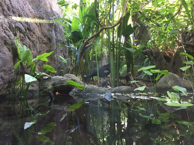 "...一点在热带地区很重要，水生动物状态非常好，尤其是儒艮展区，非常有特色的螺旋式游览路径，体验不错_河川生态园"的评论图片