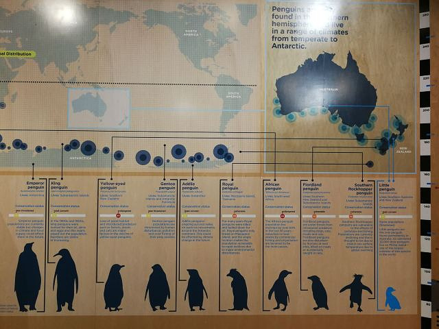 "真的非常好玩，小企鹅的一切行动，包括海鸥报团儿抢企鹅的食物，阻碍它们回巢，回巢路上又被同类抢食..._菲利普岛自然公园"的评论图片
