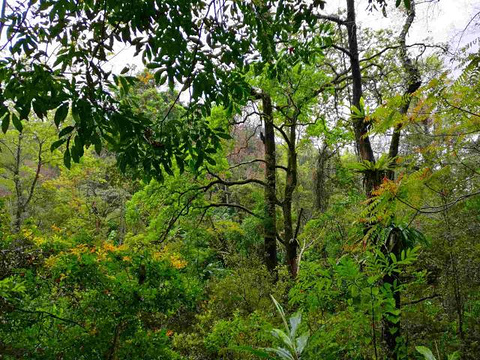 五指山热带雨林风景区旅游景点攻略图