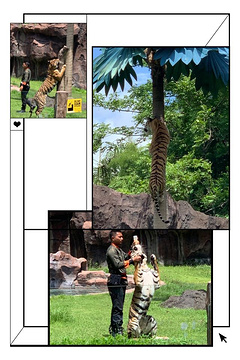 巴厘岛野生动物园旅游景点攻略图