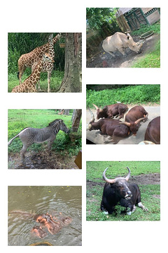 巴厘岛野生动物园旅游景点攻略图