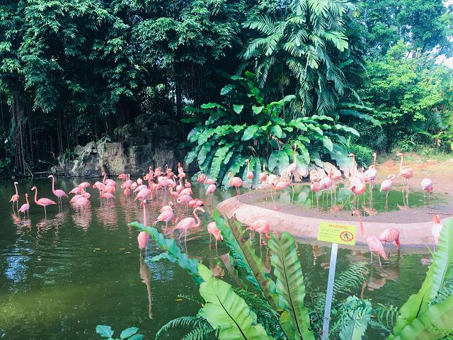 "_新加坡飞禽公园"的评论图片