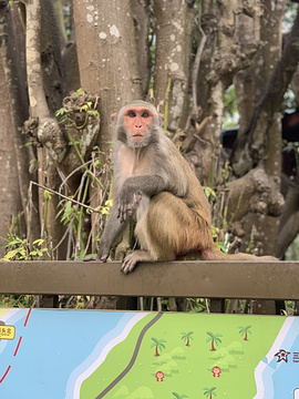 猴岛公园旅游景点攻略图