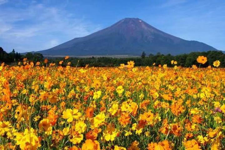 "富士山脚下的公园，花的种类非常多并且花房温室设计的很漂亮_塔里木河与塔克拉玛干游览区"的评论图片