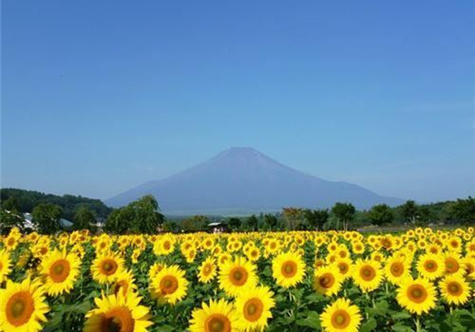 "这是我梦想看到的景色：前面是一大片花田，后面是戴着白帽子的富士山。值得前来_塔里木河与塔克拉玛干游览区"的评论图片