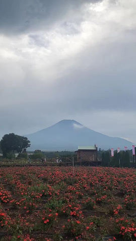 "这是我梦想看到的景色：前面是一大片花田，后面是戴着白帽子的富士山。值得前来_塔里木河与塔克拉玛干游览区"的评论图片