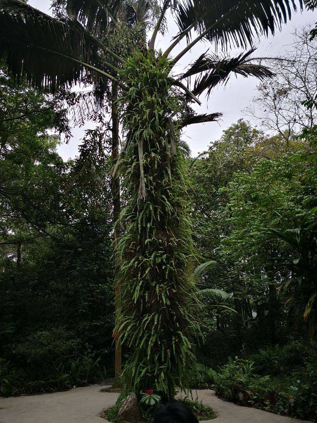广西药用植物园