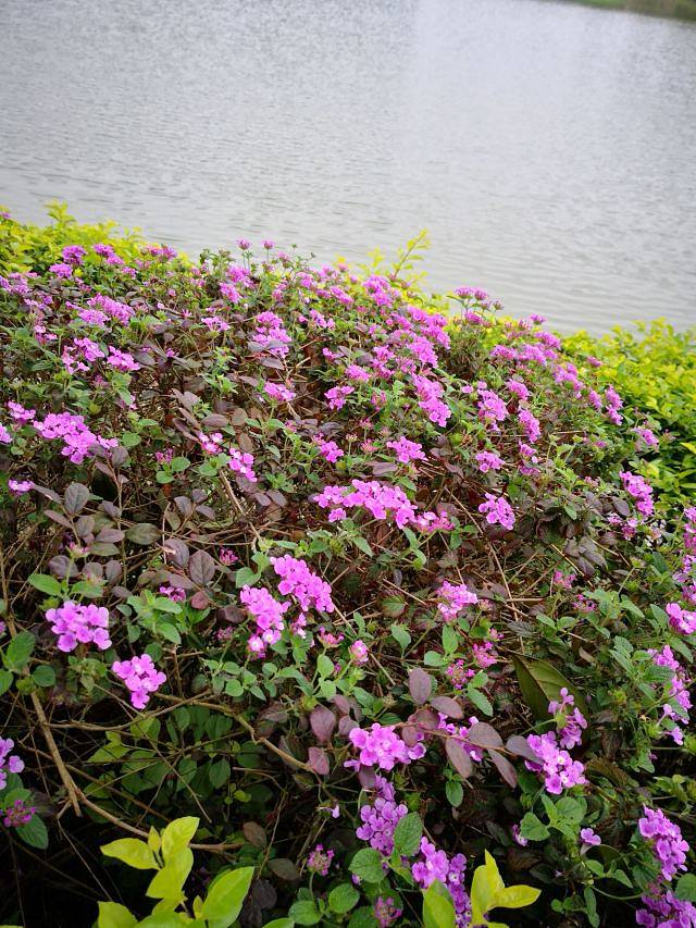 广西药用植物园