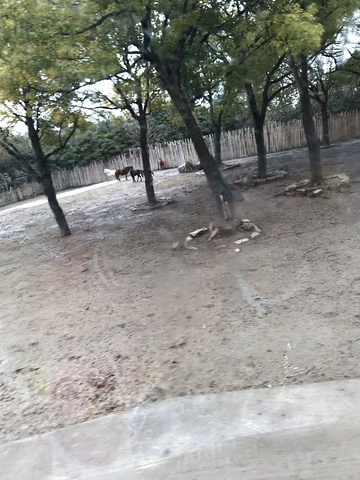 "_上海野生动物园"的评论图片