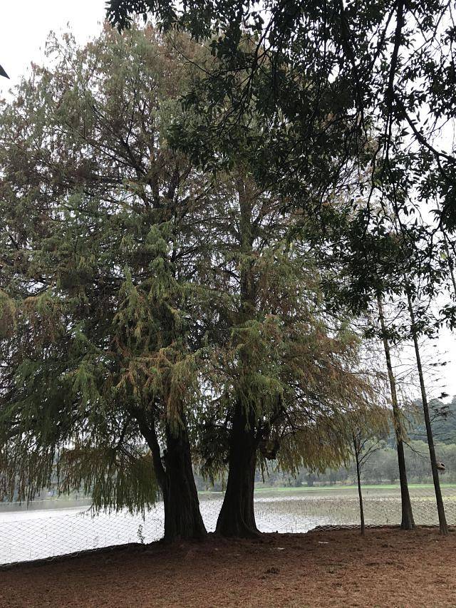 良凤江国家森林公园