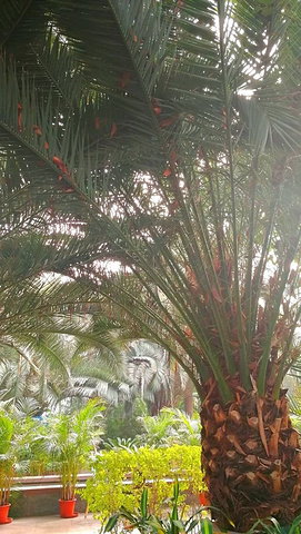"天津热带植物观光园采用了现代先进技术，模拟出热带生物生存的环境，可以进行人工降雨、模拟雷声等热..._天津热带植物观光园"的评论图片