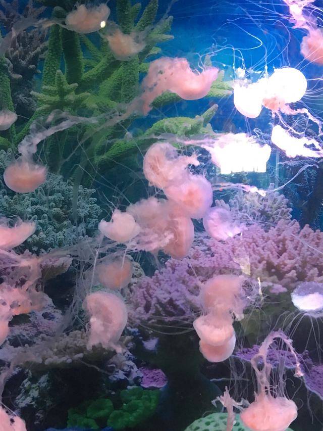 泉州石狮·海洋世界