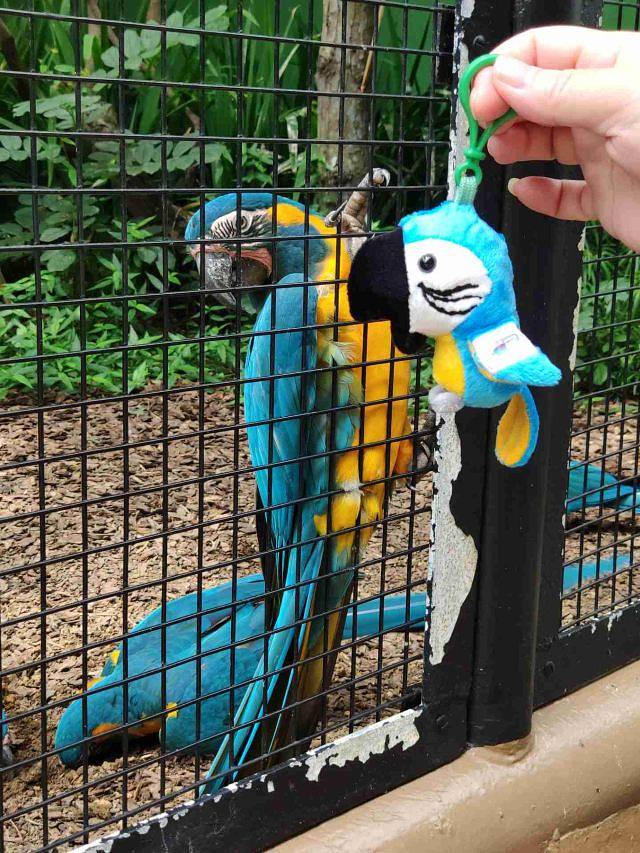 新加坡飞禽公园