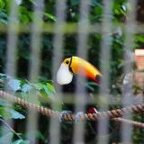 "这里最大的看点莫过于东南亚珍禽屋，可以模仿热带雨林生态环境，在这里可以见到东南亚地区几乎所有的..._新加坡飞禽公园"的评论图片