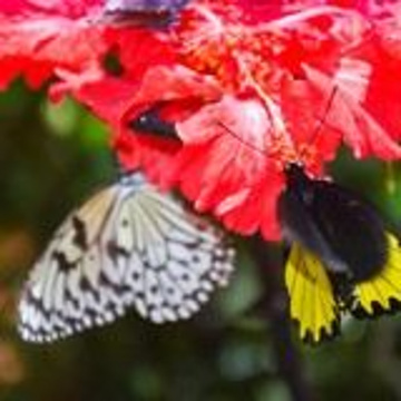 蝴蝶公园与昆虫王国旅游景点攻略图