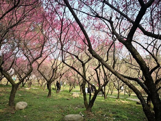 "东湖樱花园是世界三大樱花园之一，因此，每年来东湖樱花园赏花的游人自是潮水般涌来_东湖樱花园"的评论图片