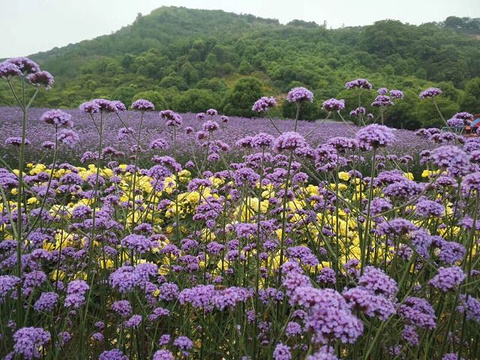 紫海梦幻谷乐园旅游景点图片