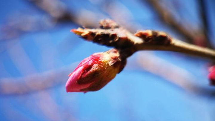 "刚刚进入三月份，大部分的桃花还没有开，只有个别阳坡上的已经含苞欲放，跃跃欲试了_北京西山国家森林公园"的评论图片