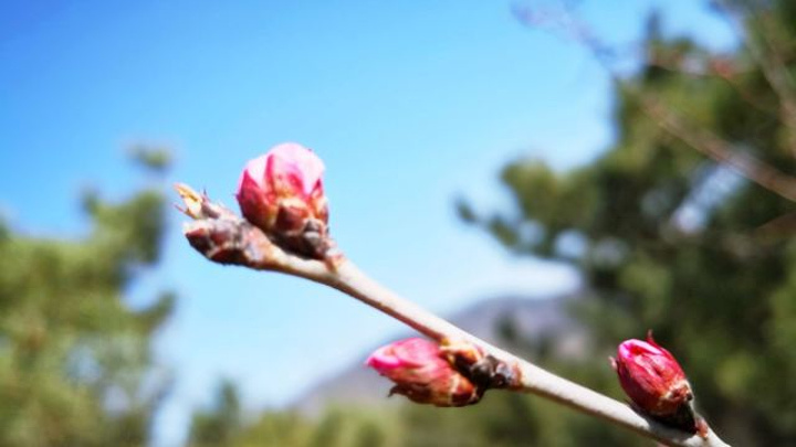 "刚刚进入三月份，大部分的桃花还没有开，只有个别阳坡上的已经含苞欲放，跃跃欲试了_北京西山国家森林公园"的评论图片