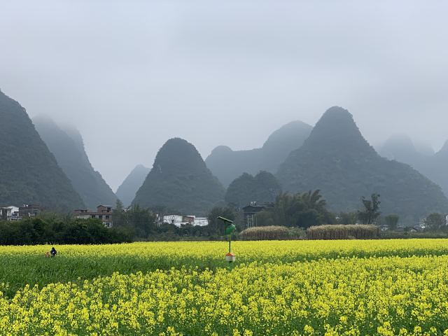 "...秀美的山峰下，油菜花如油画般绚烂无比，热烈盛开，骑行在河边，阳光正好，清风徐来，一切是如此美好_遇龙河景区"的评论图片