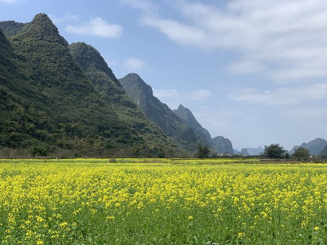 "...秀美的山峰下，油菜花如油画般绚烂无比，热烈盛开，骑行在河边，阳光正好，清风徐来，一切是如此美好_遇龙河景区"的评论图片