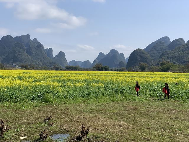 "...秀美的山峰下，油菜花如油画般绚烂无比，热烈盛开，骑行在河边，阳光正好，清风徐来，一切是如此美好_遇龙河景区"的评论图片