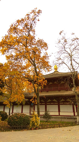 "到处都是金黄的银杏叶，五彩斑斓的梧桐叶，还有火红的枫叶，游人不多，可以慢慢品味_兴庆宫公园"的评论图片