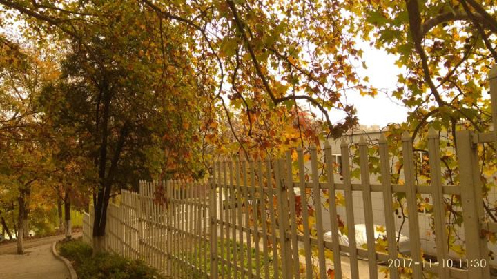 "到处都是金黄的银杏叶，五彩斑斓的梧桐叶，还有火红的枫叶，游人不多，可以慢慢品味_兴庆宫公园"的评论图片