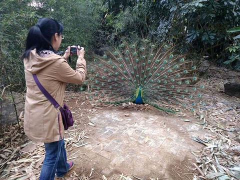 勐巴娜西珍奇园旅游景点攻略图