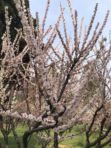 "主要是去东湖磨山景区看樱花的，但来的不是时候，樱花没有开，虽然看不到樱花，但是看了梅花，觉得也挺不错_东湖梅园"的评论图片