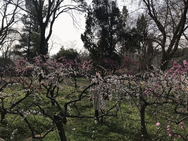 "主要是去东湖磨山景区看樱花的，但来的不是时候，樱花没有开，虽然看不到樱花，但是看了梅花，觉得也挺不错_东湖梅园"的评论图片