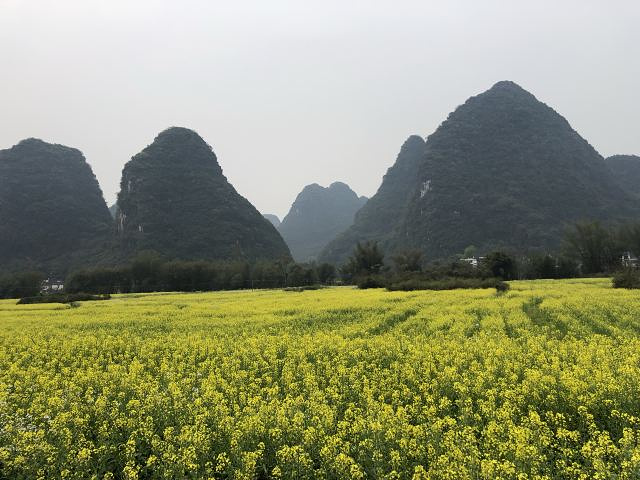 "正如平台及酒店管家推荐的，这一河段景色确实很美：起点油菜花盛开中，终点工农桥上可看日落，中途有..._遇龙河景区"的评论图片