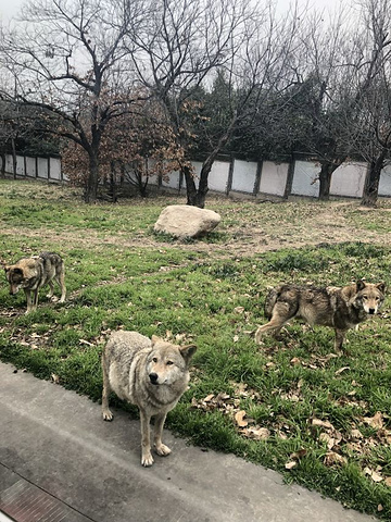 "建议购买130元的小火车通票，既可以浏览观光各种动物，又可以进猛兽喂食区喂食老虎狮子狗熊狼等猛兽动物_秦岭野生动物园"的评论图片