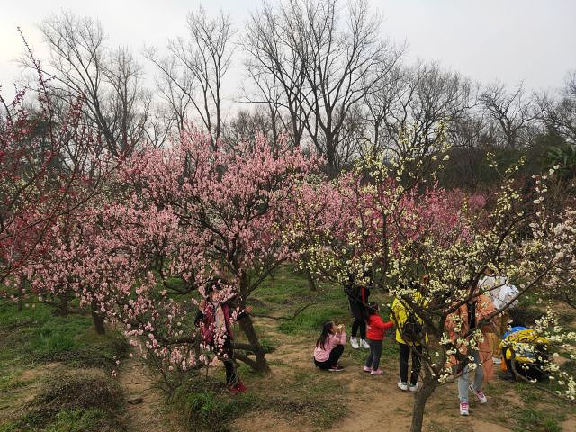"每年2月-3月期间有接近50天是梅花的赏花期。却惊艳了世界&#x0A_梅花山"的评论图片