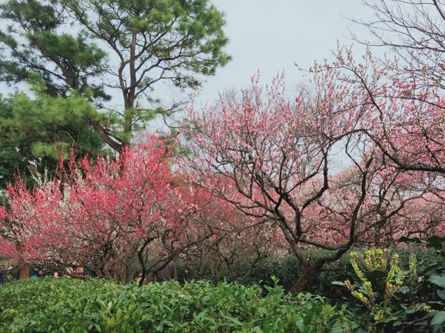 "每年2月-3月期间有接近50天是梅花的赏花期。却惊艳了世界&#x0A_梅花山"的评论图片