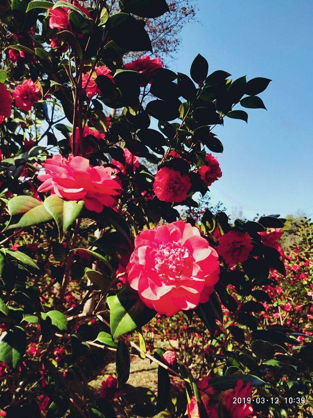 五脑山森林公园