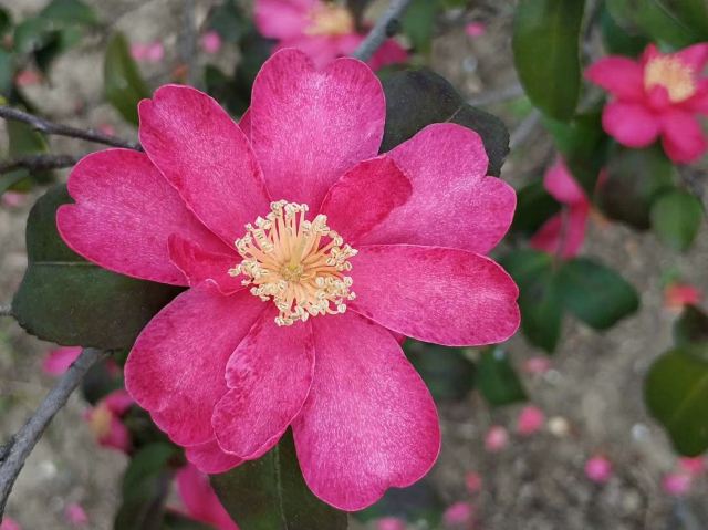 苏州中国花卉植物园