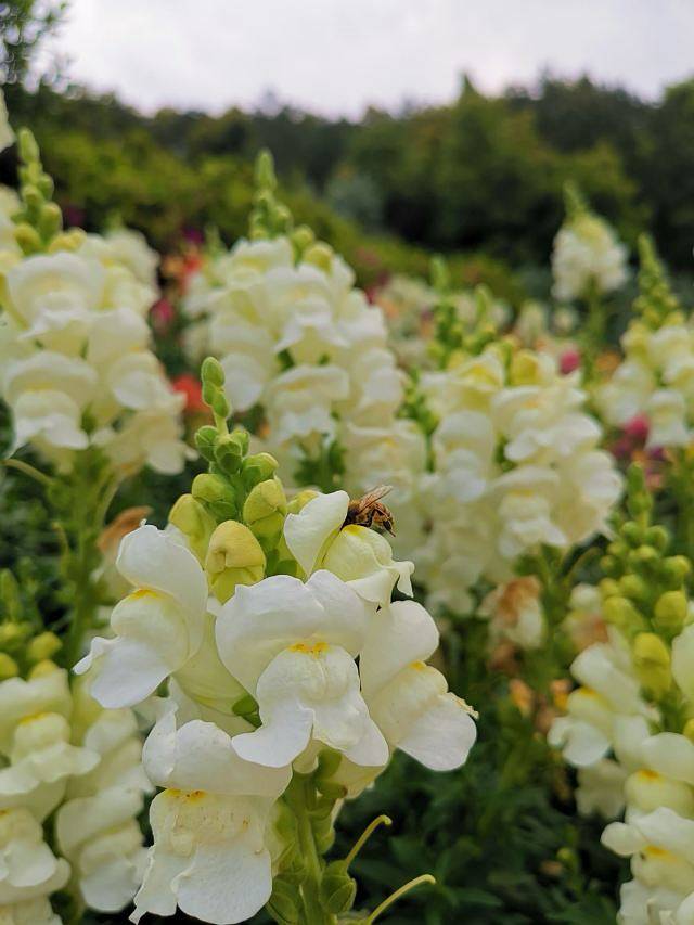 麓湖山文化产业园