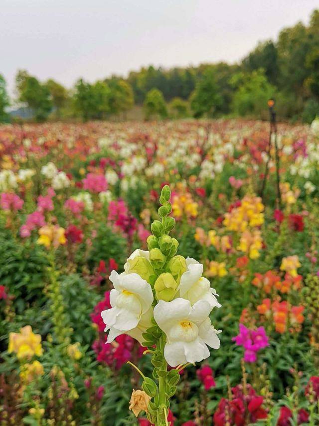 麓湖山文化产业园