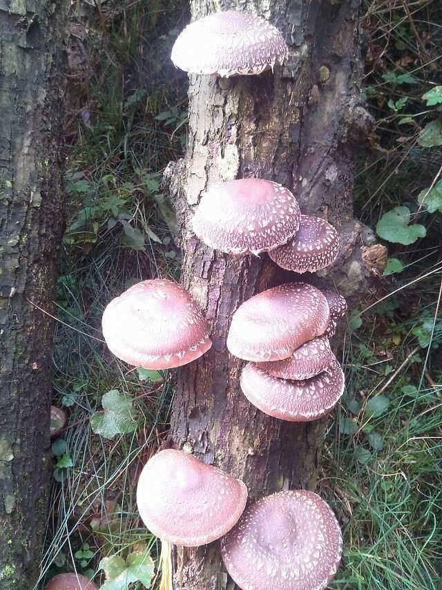 神农谷国家森林公园