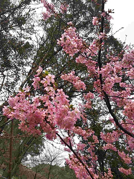 东湖樱花园旅游景点攻略图