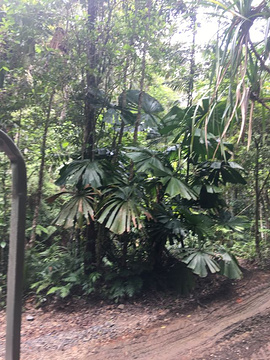 Skyrail发现远古热带雨林旅游景点攻略图