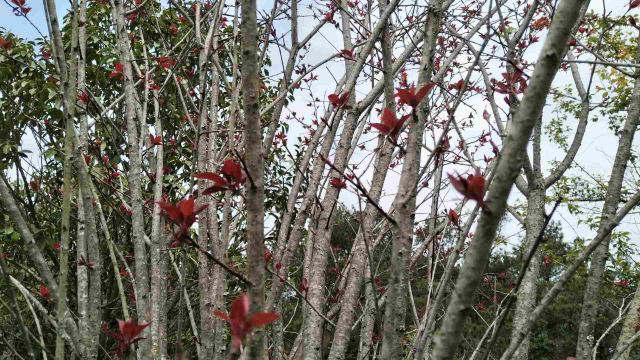 龙岩梅花山虎园