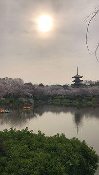 东湖樱花园旅游景点攻略图